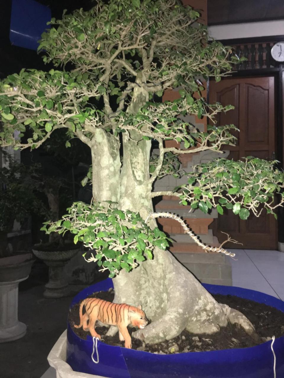 Nadialit Daire Seminyak Dış mekan fotoğraf